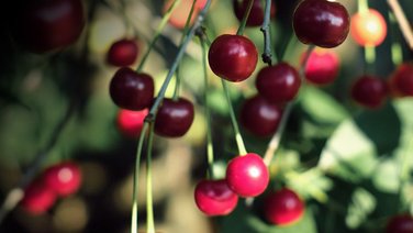 VISUELL Szenografie: Obstbaumuseum: Foto von Kirschen, die an einem Baum hängen