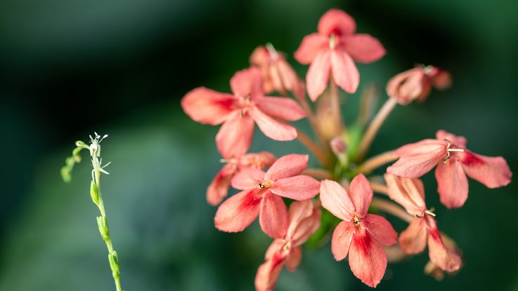 VISUELL Blogbeitrag: Pflanzenfotografie: Detailaufnahme rosane Blume