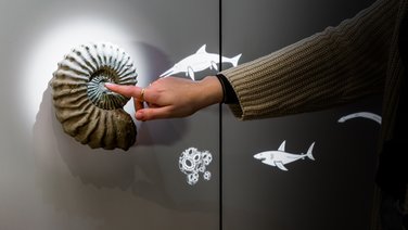 VISUELL Szenografie: Realisierung des neuen Ausstellungsbereichs „Tertiär – Geboren aus der Katastrophe“ im Naturkundemuseum Stuttgart VISUELL Szenografie: Naturkundemuseum: Ein Muschelfossil zum Anfassen wird genutzt