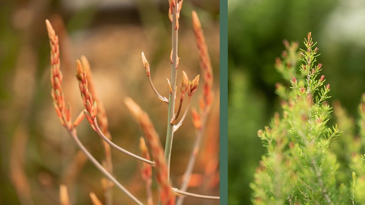 VISUELL Blogbeitrag: Pflanzenfotografie: Detailaufnahme grüne Pflanze