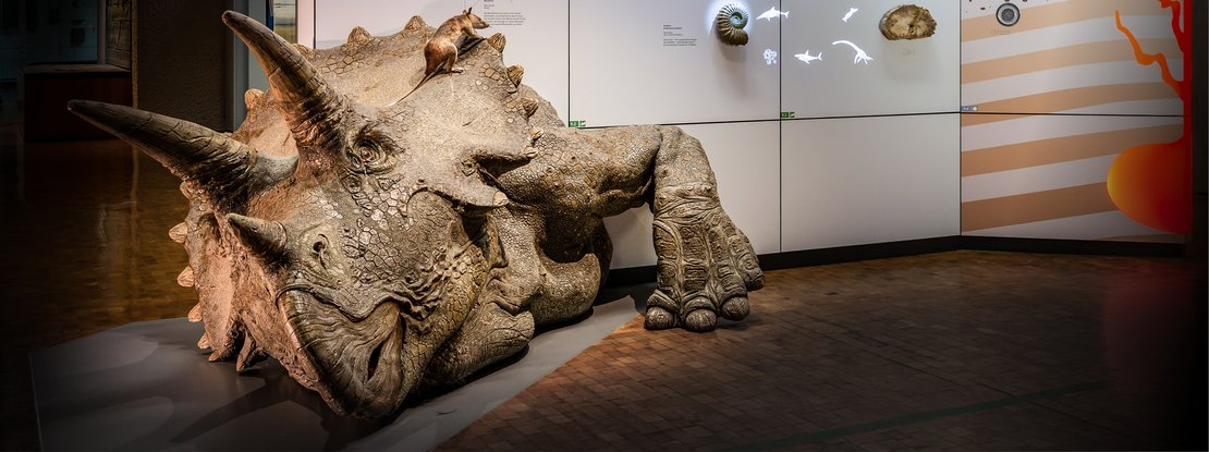 VISUELL Szenografie: Naturkundemuseum: Ein Dinosaurier liegt auf dem Boden vor einer Informationstafel