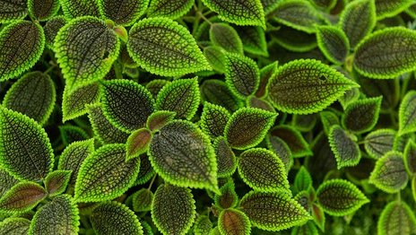 VISUELL Blogbeitrag: Pflanzenfotografie: Detailaufnahme grüne Blätter