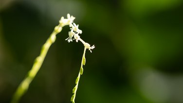 VISUELL Blogbeitrag: Pflanzenfotografie: Detailaufnahme Pflanze