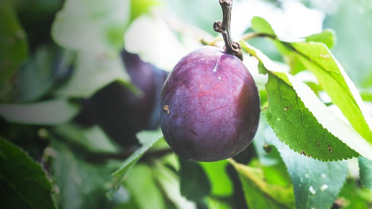 VISUELL Szenografie: Obstbaumuseum: Foto einer Zwetschge an einem Baum