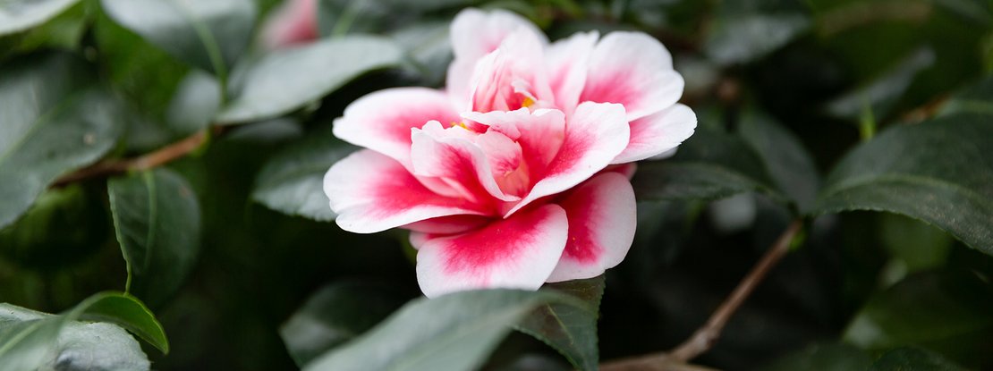 VISUELL Blogbeitrag: Pflanzenfotografie: Detailaufnahme pinke Blume