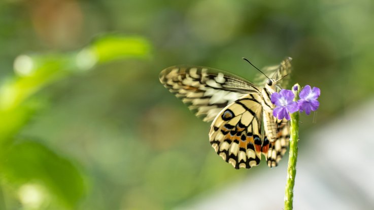 VISUELL Blogbeitrag: Pflanzenfotografie: Detailaufnahme Schmetterling auf lilaner Blume