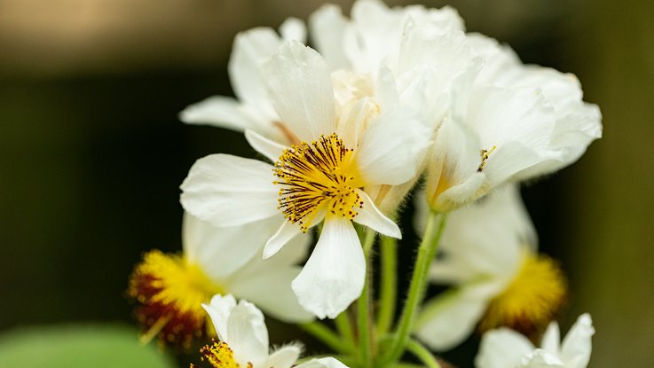 VISUELL Blogbeitrag: Pflanzenfotografie: Detailaufnahme weiße Blume