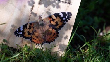  VISUELL Blogbeitrag: Schmetterlingswiese: Schmetterling auf einer Holztafel